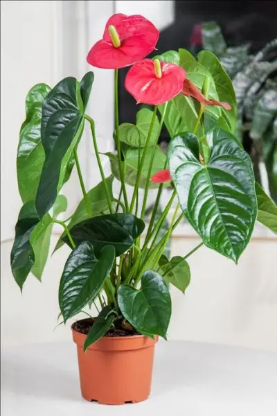 FLAMINGO LILY Air Purifying House Plants