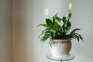 PEACE LILY 