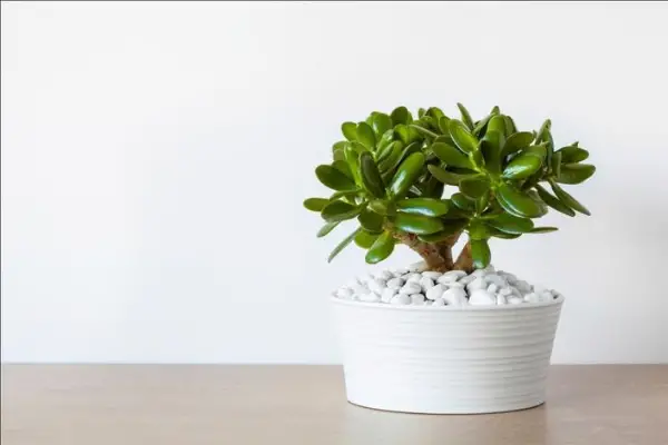 jade plant Air Purifying House Plants