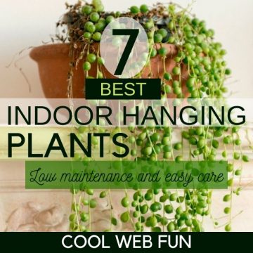 indoor hanging plants - Cool Web Fun