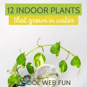 plants that grows in water
