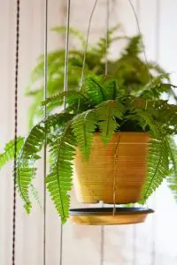 indoor hanging plant