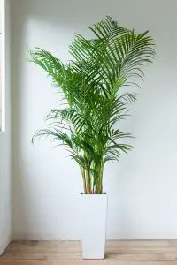 areca palm indoor plants to grow