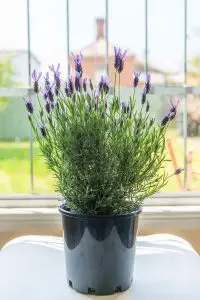 lavender indoor plants to grow