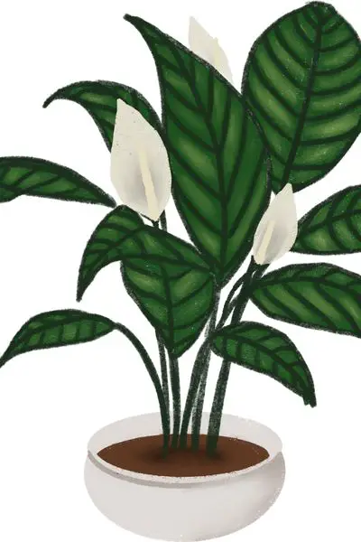 peace lily indoor plants to grow
