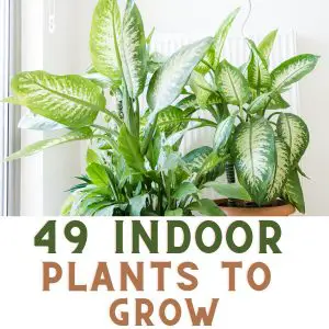 indoor plants to grow