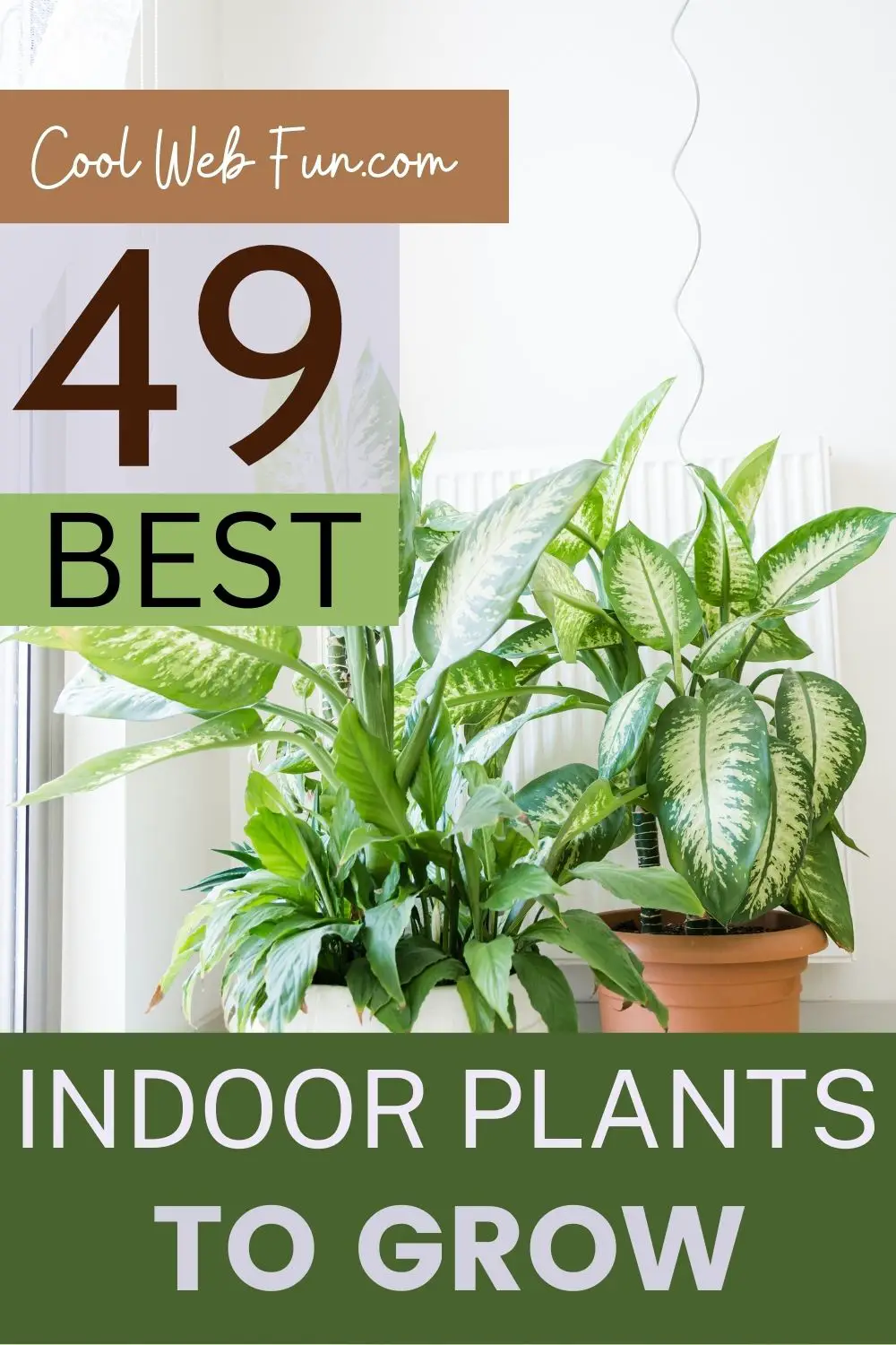 indoor plants to grow