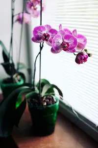 BEST INDOOR FLOWERING PLANTS orchid