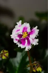 BEST INDOOR FLOWERING PLANTS african violets