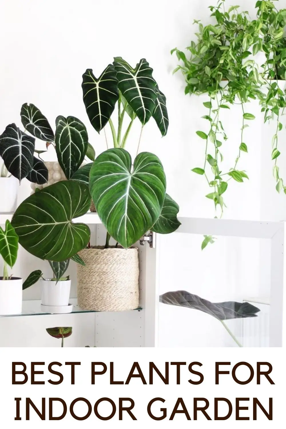 best plants for indoor gardening