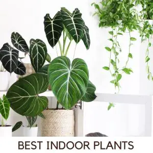 best plants for indoor gardening