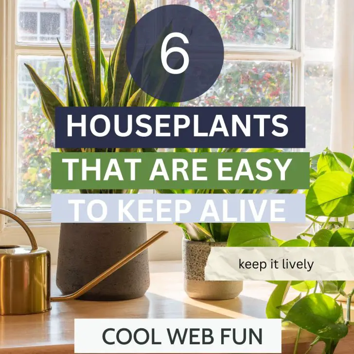 6 Houseplants that are Easy to Keep Alive