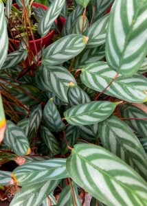 Chinese evergreen plant houseplant that are easy to keepalive