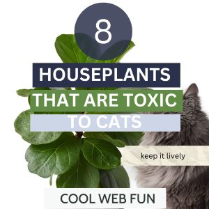 Houseplants that are Toxic to Cats