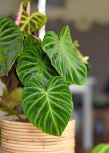 Philodendron