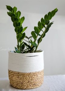 Indoor Plants