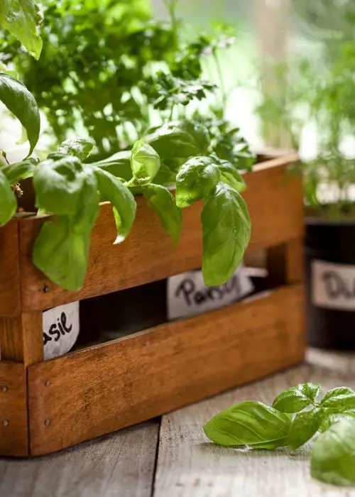 DIY Herb Garden:
